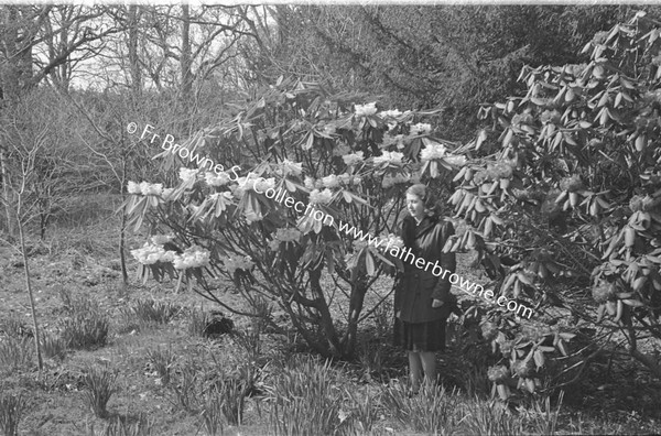 HEADFORD HOUSE  RHODODENDRONS  MADEMOISELLE FRANCOISE REIX